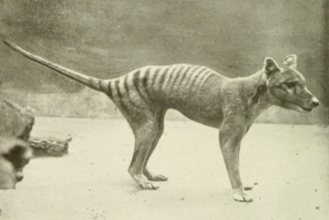 Thylacine from The Book of the Animal Kingdom, 1910