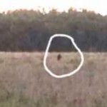 Man Captures Skunk Ape on Video