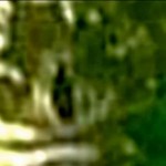 Bigfoot Picture Taken in Lincolnshire, UK