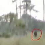 Skunk Ape Footage