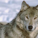 Wolves Back in Czech Republic After a Century of Absence