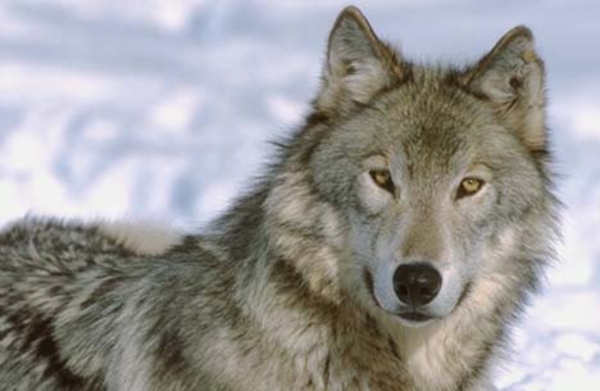 1343067609214022523grey-wolf-staring-at-camera-hi