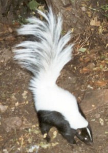 Skunkhooded