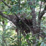 Gorilla builds nest on a tree. Credit: Jefe Le Gran under CC BY 2.0