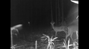 A pair of deer notice the "goblin'like" light in the dark night, 2012. Credit: 123superbox