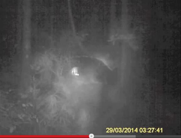 yowie tree cam