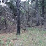 ‘Bigfoot’ Creatures Climb up onto Roof of Texas Home