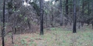 north texas bigfoot hiding behind tree