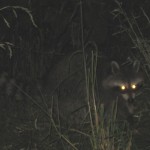 Opinion: Bigfoot Eyeshine and Hoaxes