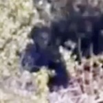 Investigators Suspect Bigfoot in Footage
