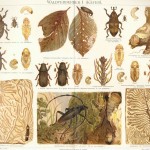 Opinion: Giant Insects Could be Real