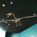 Fossil Linked to Biggest Bird Ever: What If it was Still Alive?