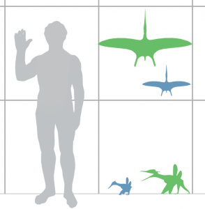 Pterdodactylus Scale. Credit: Matt Martyniuk CC BY-SA 3.0