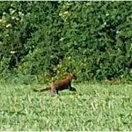 New Photograph of ‘Beast of Bodmin’ Suggests the Cryptid Could be Breeding