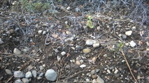 Lake Tahoe "Bigfoot" footprint