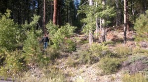 Lake Tahoe Bigfoot Sighting