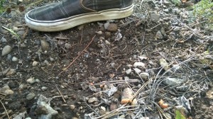 Lake Tahoe Bigfoot footprints