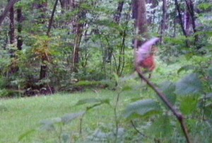 Purported gnome walks on a pathway, unaware of the trail camera installed on a tree. Credit: Keith Sniadach