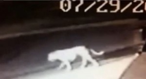 An unidentified creature walks across a street in the city of Norwalk, CA