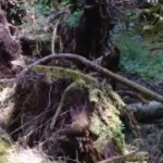Chilling ÒBigfoot CallsÓ Recorded in Washington