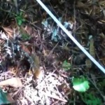 Washington Woman Encounters Hazel-Eyed Bigfoot