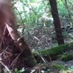 Dwarf Bigfoot with Predator-Like Cloaking Ability Caught on Camera