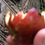 Apple-eating Baby ‘Yowie’ Screams Recorded
