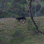 Australian Couple Shares Picture of ‘Sydney Panther’ 