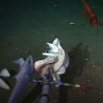 New Species of Snailfish with ‘Cartoon Dog’ Face Discovered in the Mariana Trench