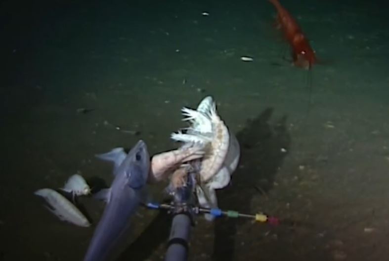 mariana trench snailfish deep aberdeen university