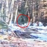 Father and Son Film ‘Bigfoot’ in Maine, Twice