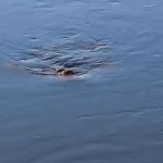 Strange Water Creature Captured on Video in Virginia