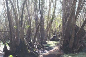 "Bigfoot" is startled in the second photograph. Credit: John Rodriguez