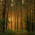 British Man Records ‘Bigfoot’ Sounds at Sherwood Forest