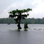 Multiple Witnesses Spot 19-Foot-Long Bird in Alabama Lake