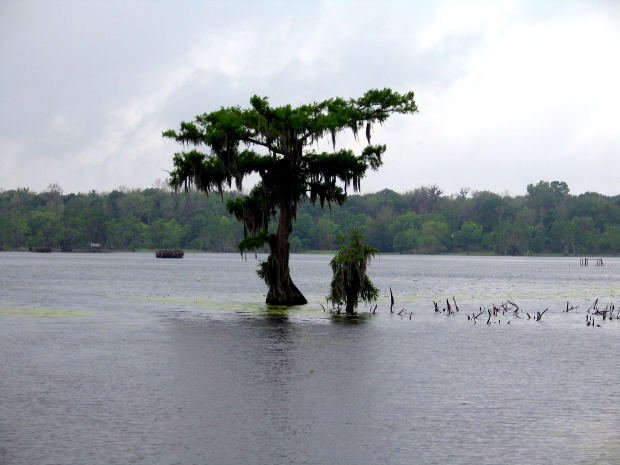 Lake Martin Giant Bird Sighting