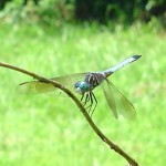 Real Estate Agent, Neighbor See ‘Giant Dragonfly’ in Michigan