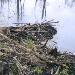 Maine Man Comes Forward: ‘I Saw a Giant Beaver’