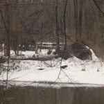 Ohio Man Encounters and Photographs Multiple ‘Bigfoot Creatures’