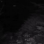 Hoax? Canadian Captures ‘Bigfoot’ on Camera