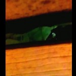 Florida Family Shows Footage of ‘Alien Robot’ and ‘Green Alien’