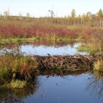Biological Scientist: ‘I Saw a Giant Beaver’