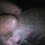 ‘Bigfoot Hair’ Found in Ohio Cave