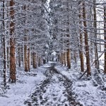 Three People See Green-Eyed ‘Bigfoot’ in Virginia Town