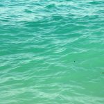 Nessie-Like Creature Spotted in Florida