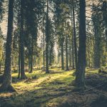 A Reader Asks: Is This a Bigfoot Track?