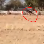 ‘Dogman’ Filmed in South Africa: Or is it?