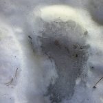Colorado Man Reports Two ‘Bigfoot’ Sightings