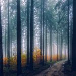 South Carolina Man Witnesses Two Red ‘Bigfoot’ Creatures