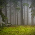 ‘Bigfoot’ Seen in Pennsylvania: ‘Its Growl Felt like a Frequency in my Chest’